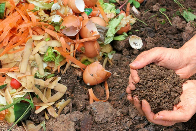 Compost pile with hands holding composted earth