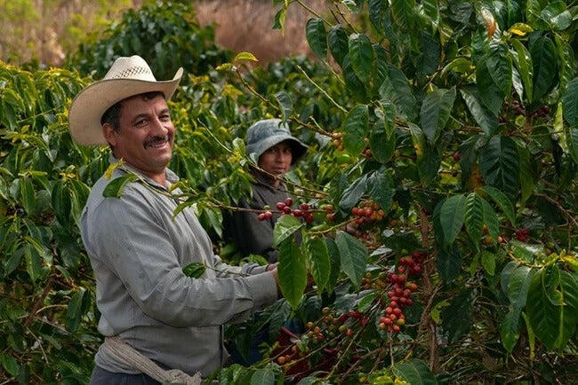 Smiling coffee farmers picking Arabica beans