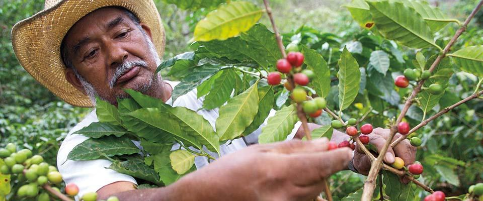 Sustainability Nestle Professional Food Service