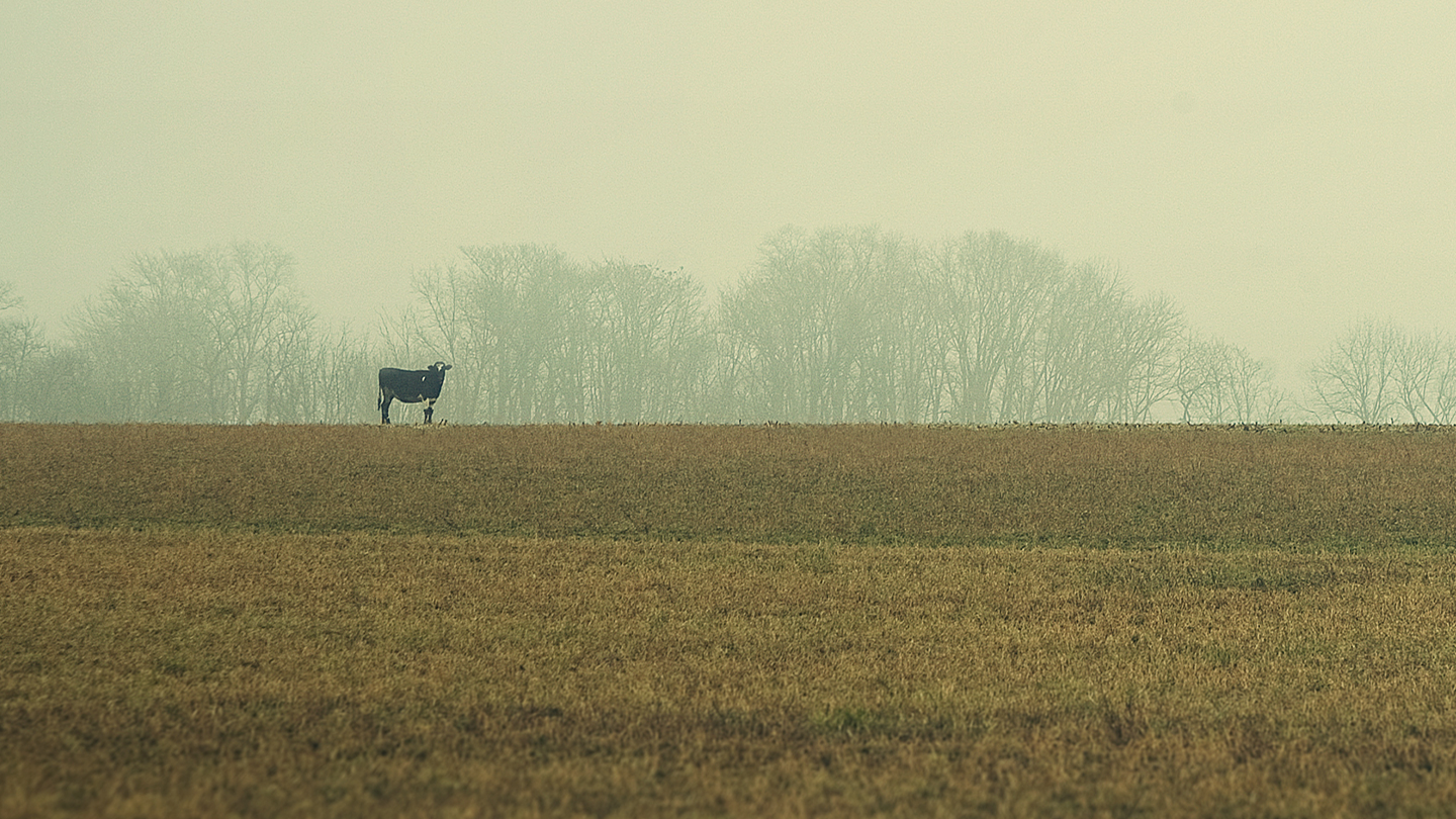 Cow Standing in a Field