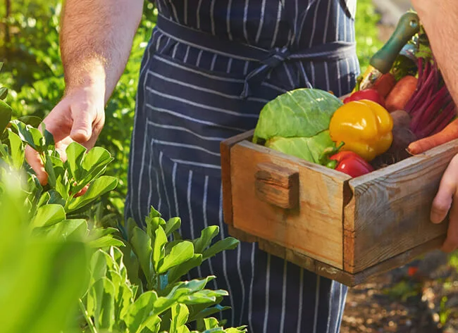 Chef harvesting fresh produce off the local sustainable organic farm