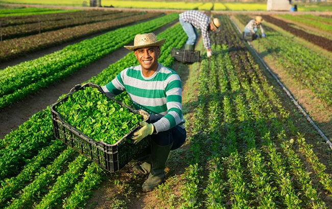 Happy farmer picking corn salad leaves on farm field