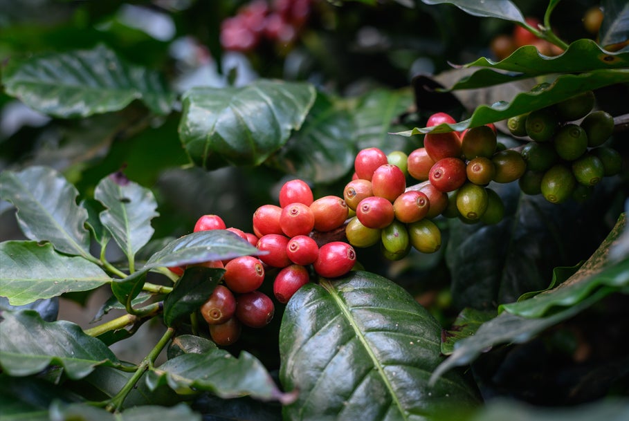 Coffee tree