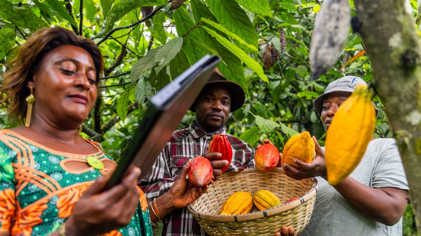 Rainforest Alliance Cocoa
