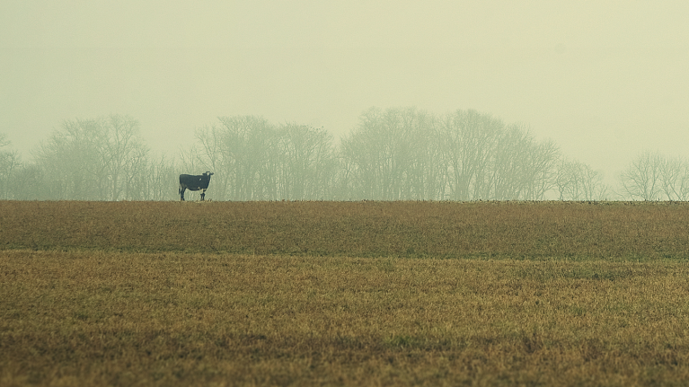 Cow Standing in a Field