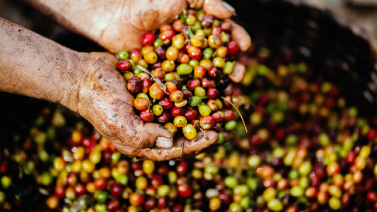 Coffee Beans in Hands