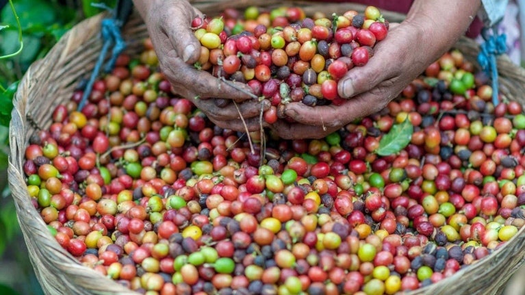 Coffee Beans in Hands