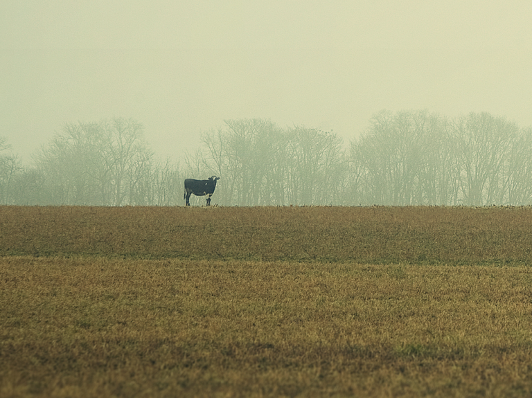 Cow Standing in a Field
