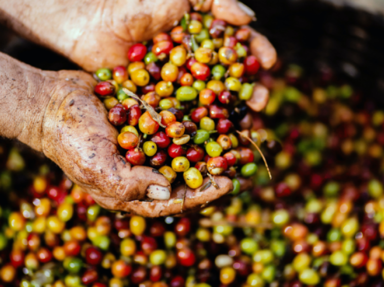 Coffee Beans in Hands