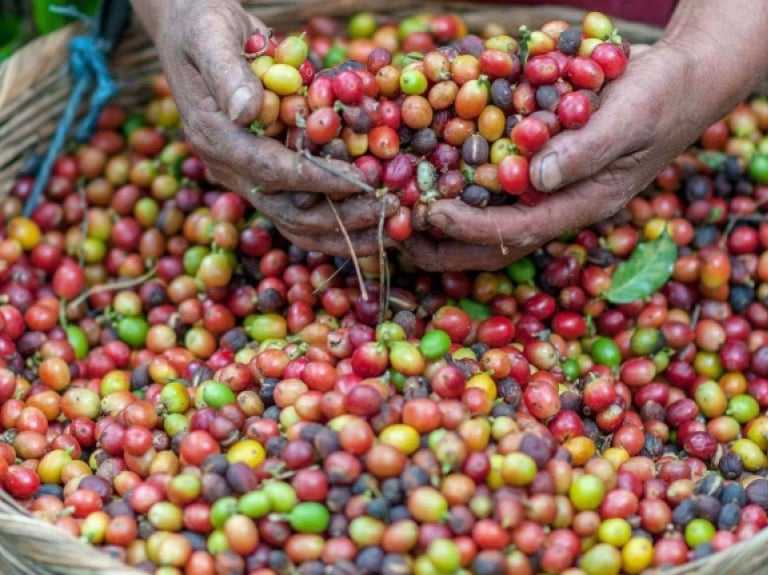 Coffee Beans in Hands