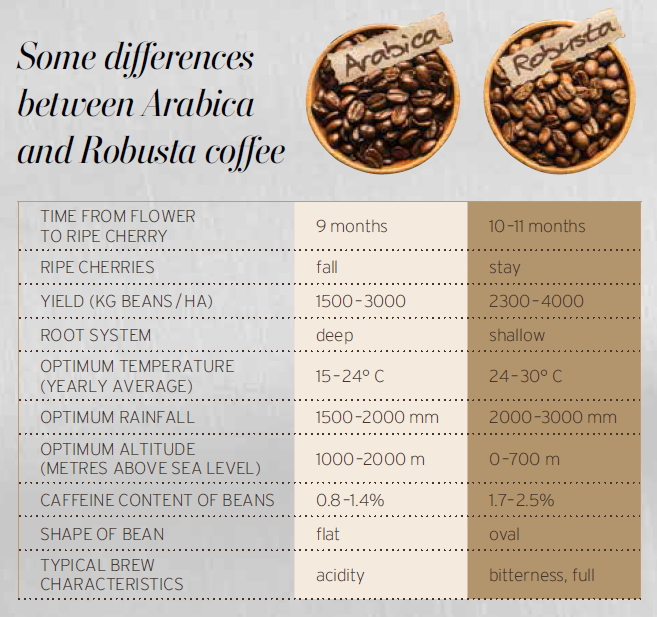 Table of differences between the Arabica and Robusta beans