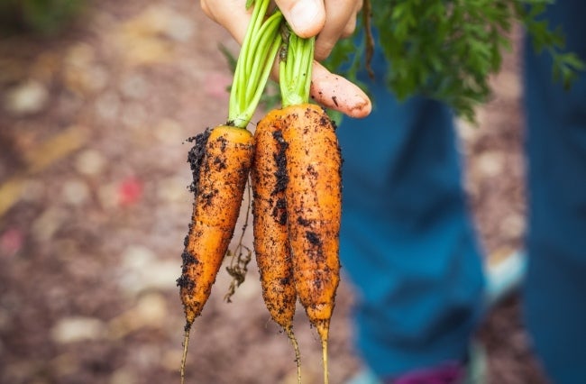 Sustainable and Local Sourcing